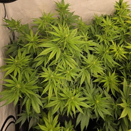 CAKE AND PUNCH Stecklinge