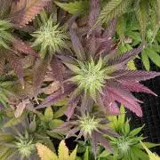 Mandarin Cookies Steckling