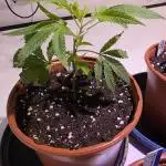 Mandarin Cookies Steckling