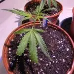 CAKE AND PUNCH Stecklinge