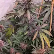 Super Buff Cherry● Colorado Nightshifter