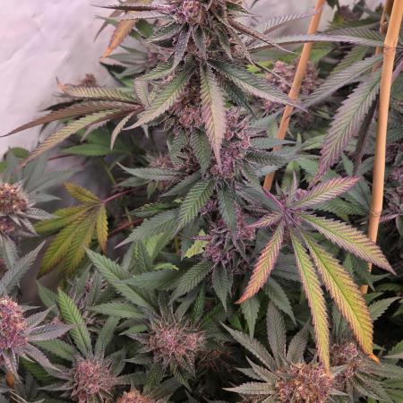 Super Buff Cherry● Colorado Nightshifter