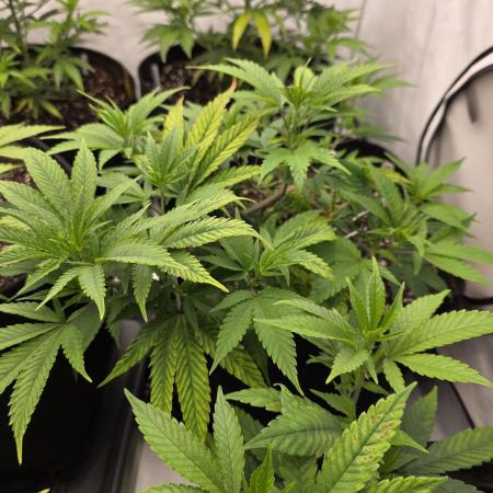 Mandarin Cookies Steckling