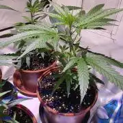 CAKE AND PUNCH Stecklinge