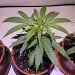 Mandarin Cookies Steckling