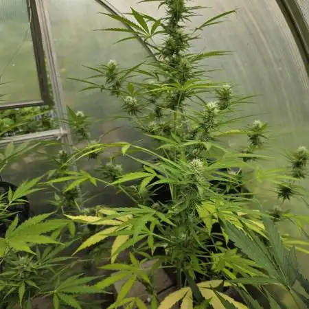 White Diesel Haze Automatic