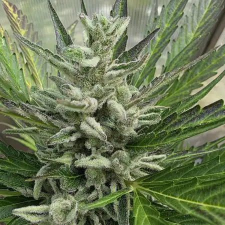 RQS - Royal Kush Automatic