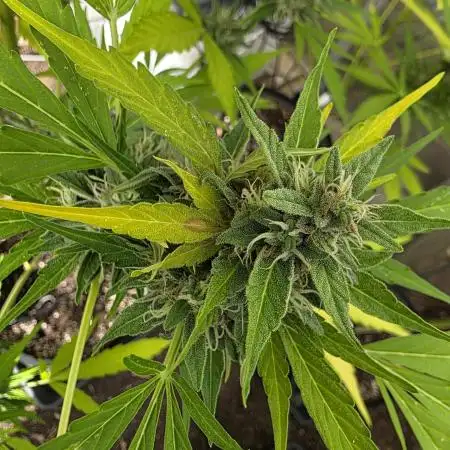 Ghost Train Haze Automatic