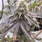 Sherb Creme Pie Steckling