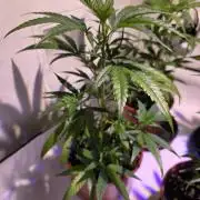 CAKE AND PUNCH Stecklinge