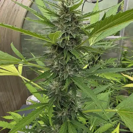 Ghost Train Haze Automatic
