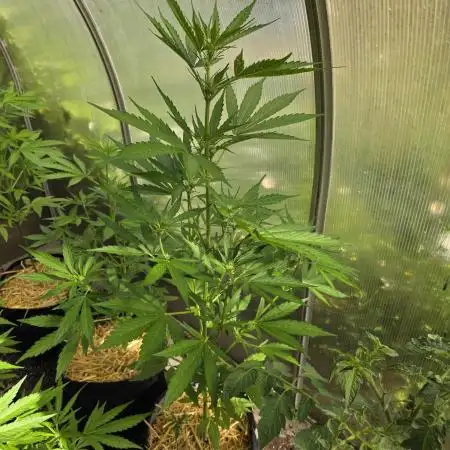 Ghost Train Haze Automatic