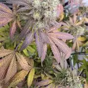 Mandarin Cookies Steckling