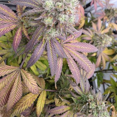 Mandarin Cookies Steckling