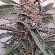 Super Buff Cherry● Colorado Nightshifter