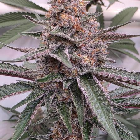 Super Buff Cherry● Colorado Nightshifter
