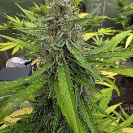 Godfeather OG F1 Automatic