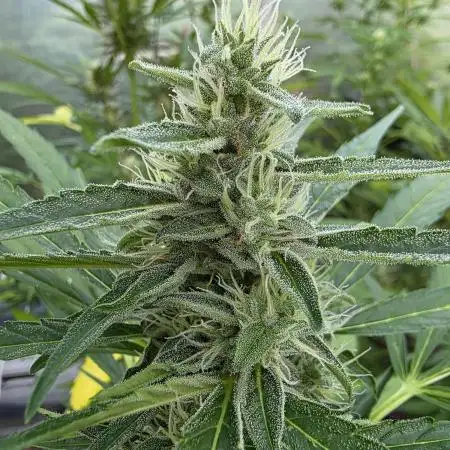 Godfeather OG F1 Automatic