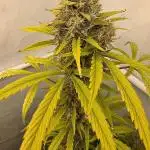 Howling Haze Automatic