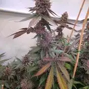 Super Buff Cherry● Colorado Nightshifter