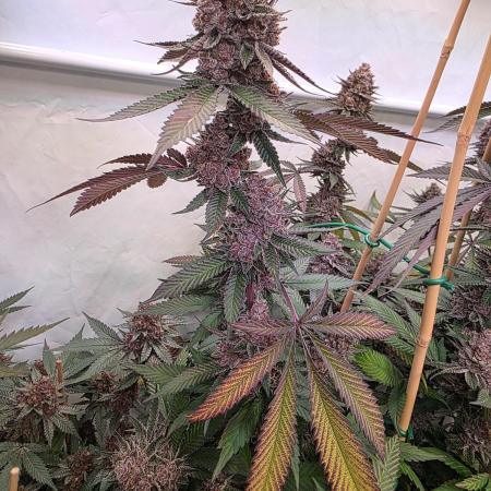 Super Buff Cherry● Colorado Nightshifter