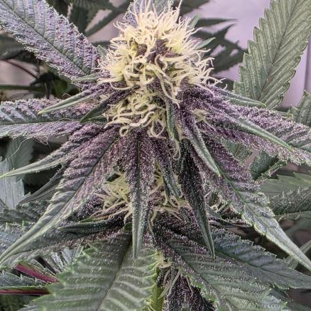 Super Buff Cherry● Colorado Nightshifter