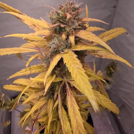 Kitsune Kush Automatic