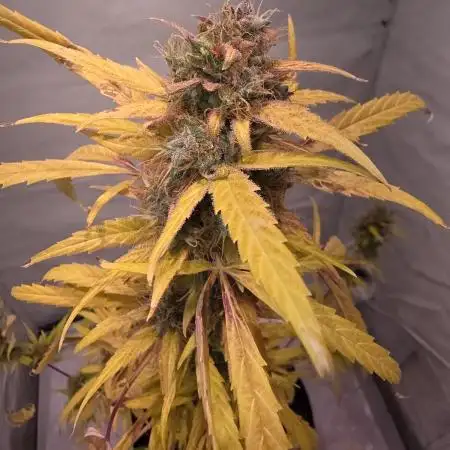 Kitsune Kush Automatic