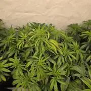 CAKE AND PUNCH Stecklinge