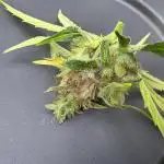 Godfeather OG F1 Automatic