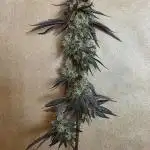 Sherb Creme Pie Steckling