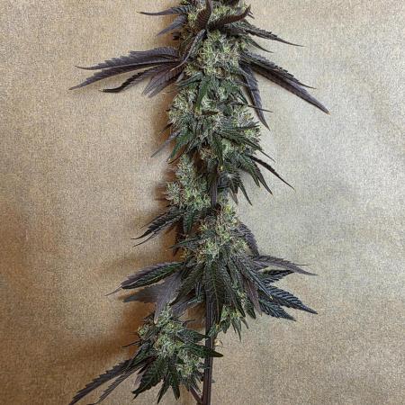 Sherb Creme Pie Steckling