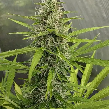 White Diesel Haze Automatic