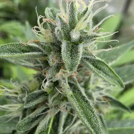 Godfeather OG F1 Automatic