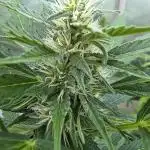 Ghost Train Haze Automatic