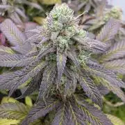 Mandarin Cookies Steckling