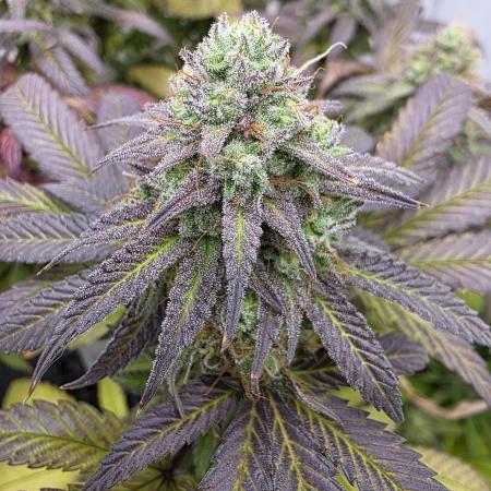 Mandarin Cookies Steckling