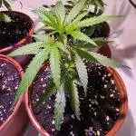 CAKE AND PUNCH Stecklinge