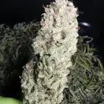 Euphoria RQS / Candy-Buds #1 - AKA Hermies Breeder R.Wolf