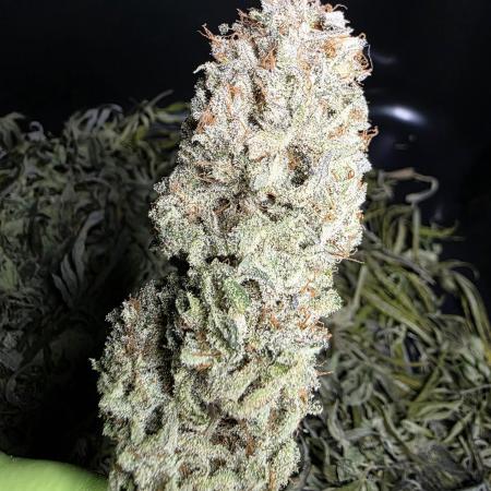 Euphoria RQS / Candy-Buds #1 - AKA Hermies Breeder R.Wolf