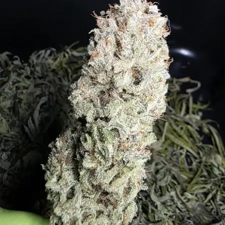 Euphoria RQS / Candy-Buds #1 - AKA Hermies Breeder R.Wolf