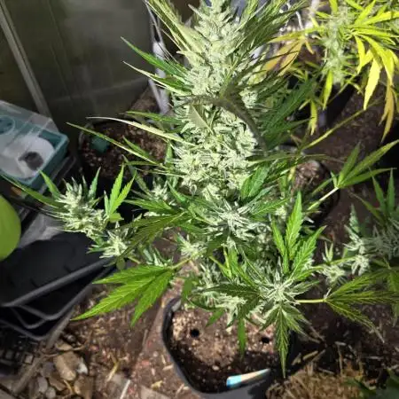 RQS - Royal Kush Automatic