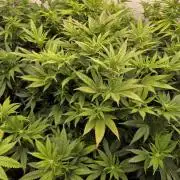 Mandarin Cookies Steckling