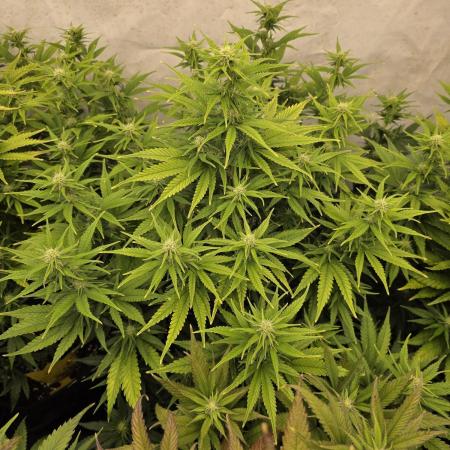 CAKE AND PUNCH Stecklinge