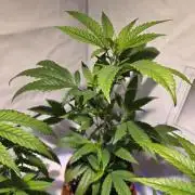 Mandarin Cookies Steckling