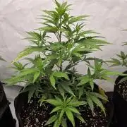 CAKE AND PUNCH Stecklinge