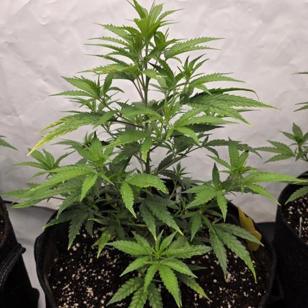 CAKE AND PUNCH Stecklinge