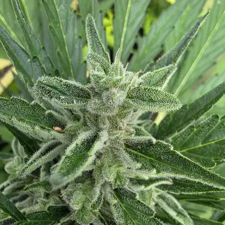 RQS - Royal Kush Automatic