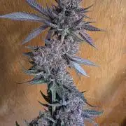Super Buff Cherry● Colorado Nightshifter