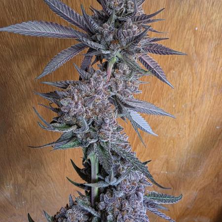 Super Buff Cherry● Colorado Nightshifter